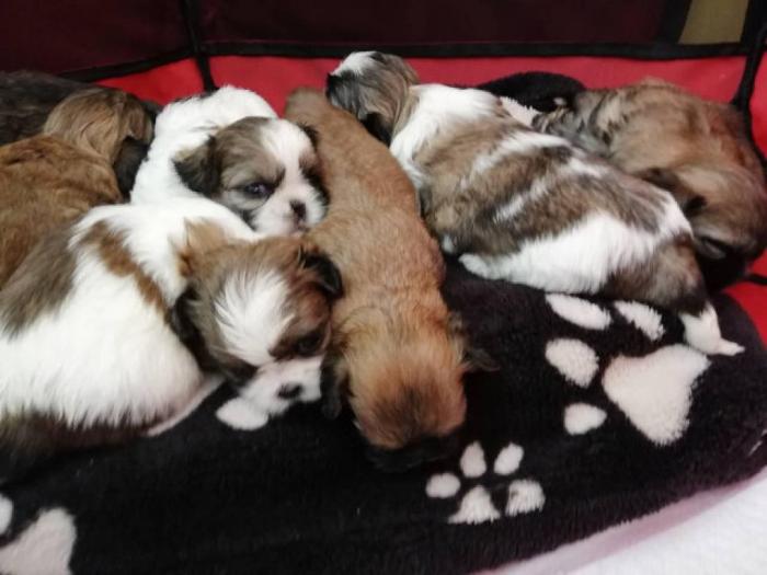 šicu (shihtzu) štenci izuzetnog kvaliteta besplatni mali oglasi