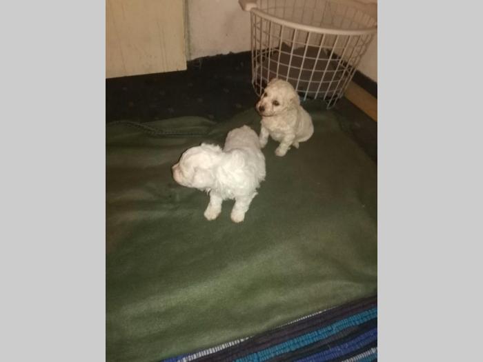 kovrdžavi bišon štenci besplatni mali oglasi