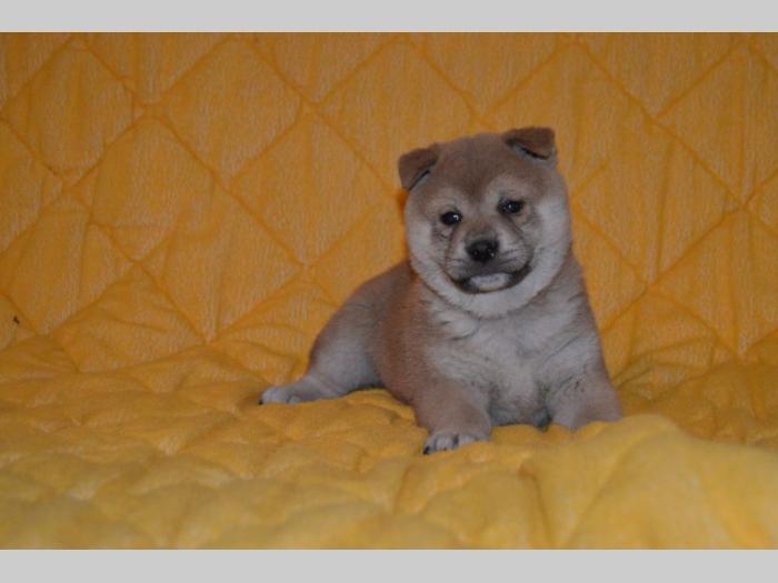 shiba inu štenci besplatni mali oglasi