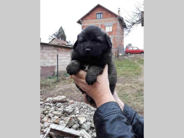 šarplaninci štenci od lipovačke šume  besplatni mali oglasi