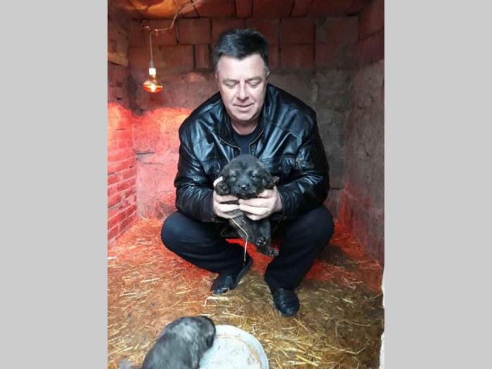 šarplaninci štenci od lipovačke šume  besplatni mali oglasi