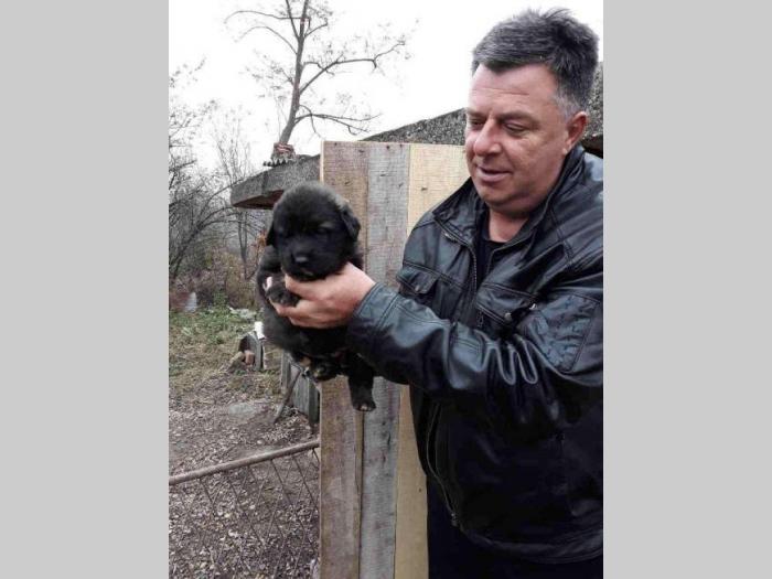šarplaninci štenci od lipovačke šume  besplatni mali oglasi