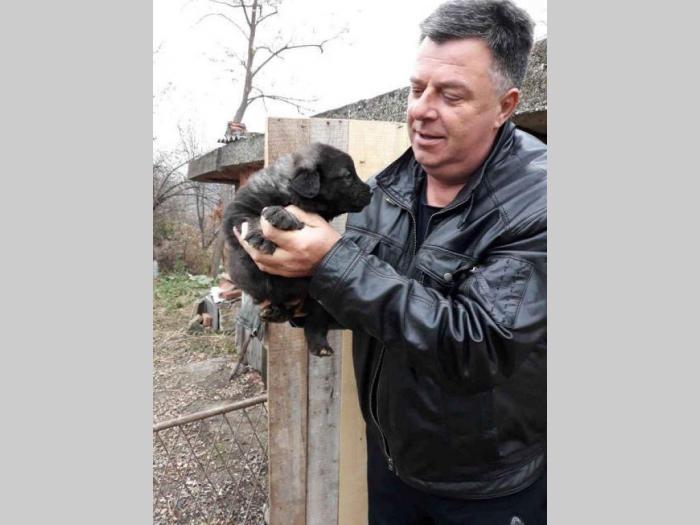 šarplaninci štenci od lipovačke šume  besplatni mali oglasi