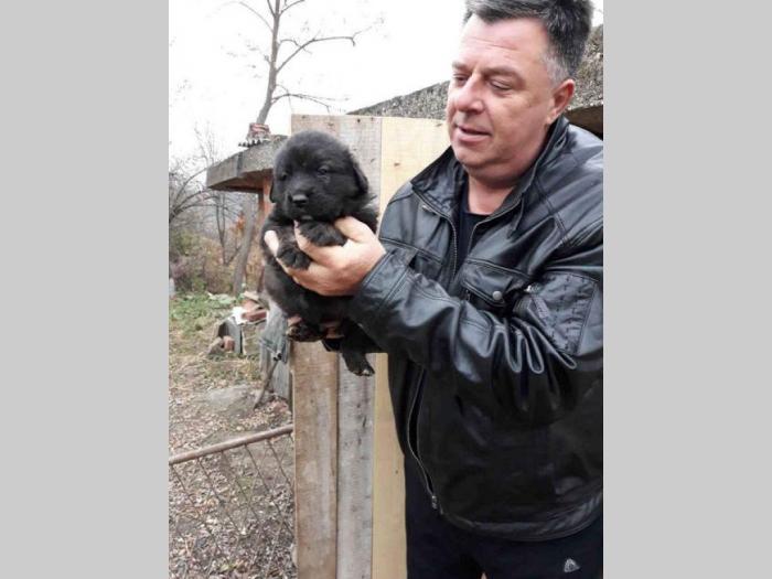 šarplaninci štenci od lipovačke šume  besplatni mali oglasi