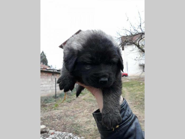 šarplaninci štenci od lipovačke šume  besplatni mali oglasi