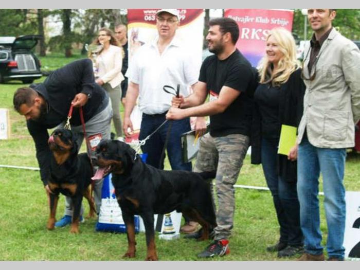 rotvajler prvobirana muška štenad besplatni mali oglasi