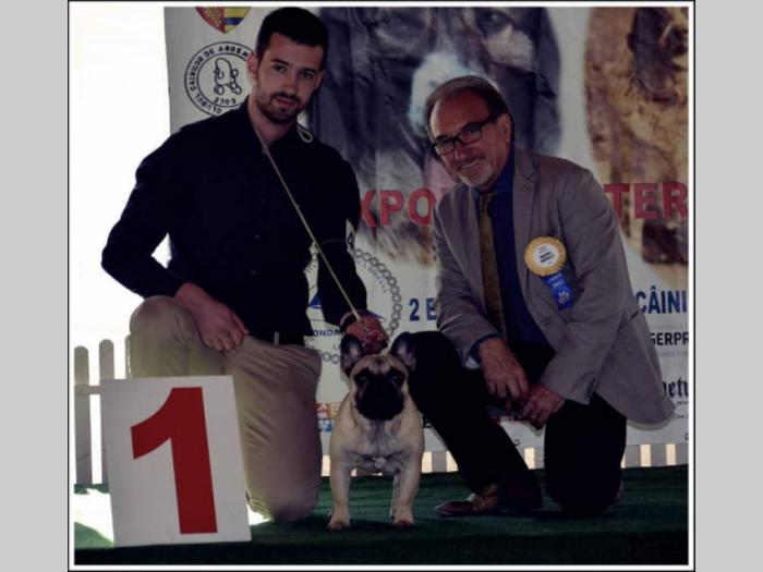 francuski buldog mužjak za parenje besplatni mali oglasi