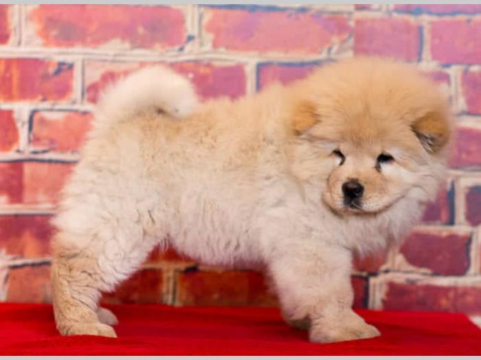 chow chow štenci krem bele boje besplatni mali oglasi