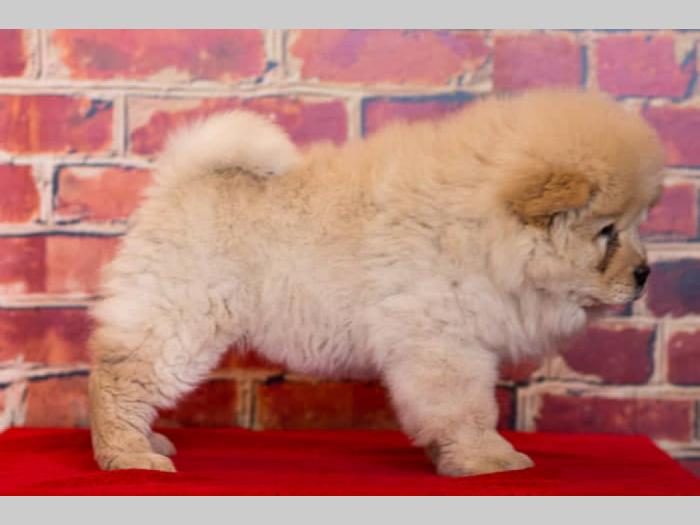 chow chow štenci krem bele boje besplatni mali oglasi