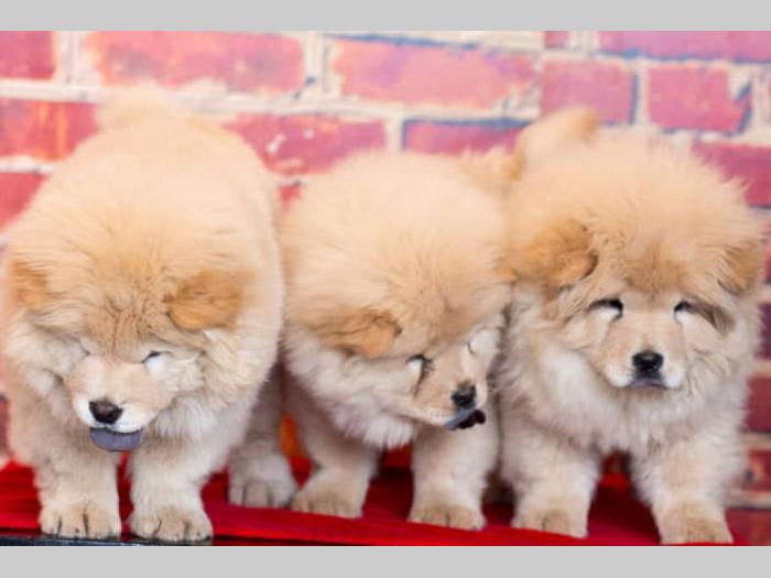 chow chow štenci krem bele boje besplatni mali oglasi