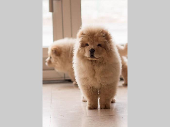 chow chow štenci krem bele boje besplatni mali oglasi