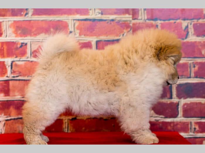 chow chow štenci krem bele boje besplatni mali oglasi