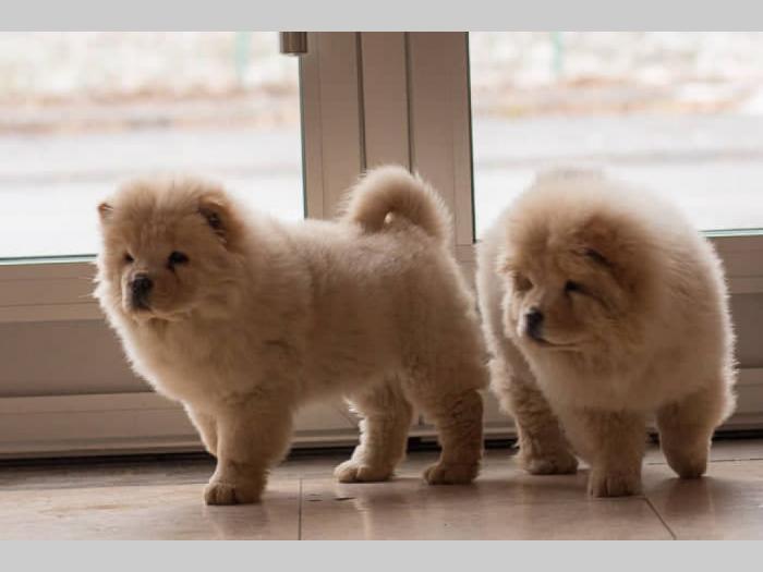 chow chow štenci krem bele boje besplatni mali oglasi