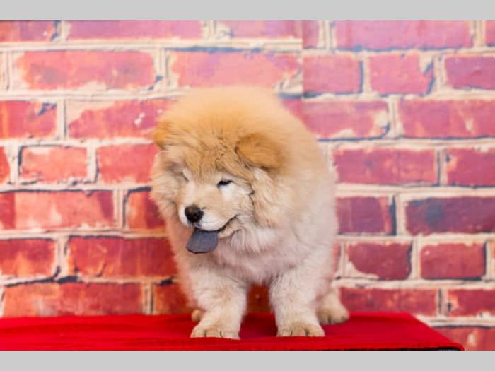 chow chow štenci krem bele boje besplatni mali oglasi