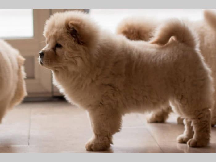 chow chow štenci krem bele boje besplatni mali oglasi