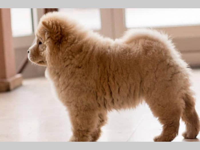 chow chow štenci krem bele boje besplatni mali oglasi