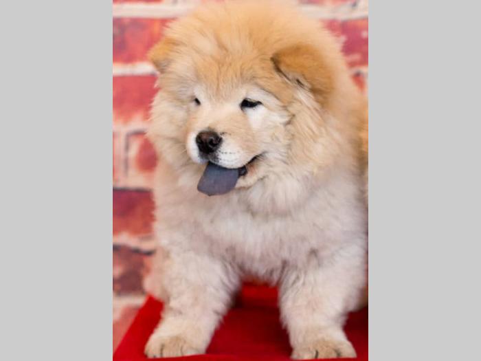 chow chow štenci krem bele boje besplatni mali oglasi