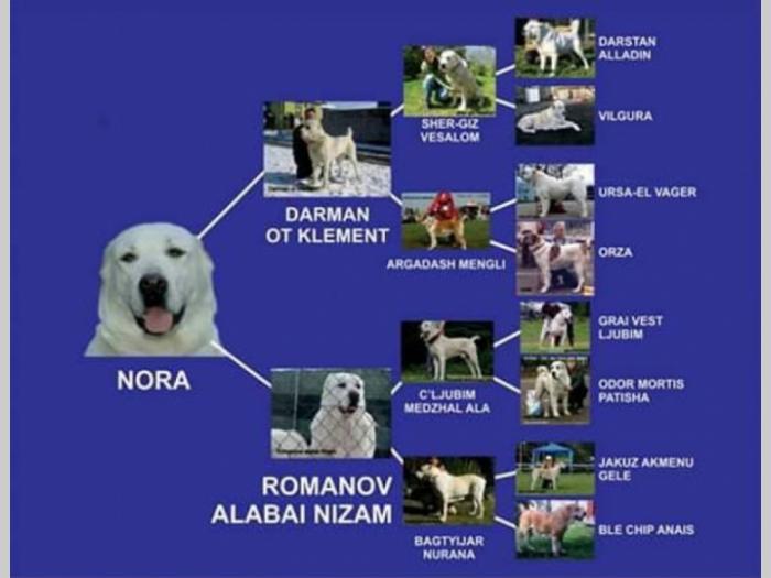srednjeazijski ovčar štenci besplatni mali oglasi