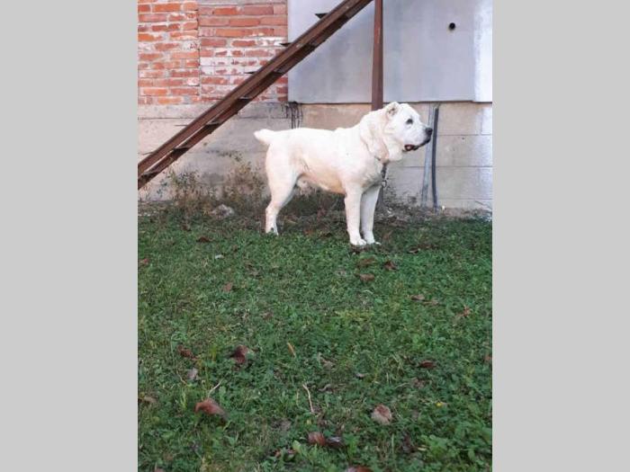 srednjeazijski ovčar štenci besplatni mali oglasi