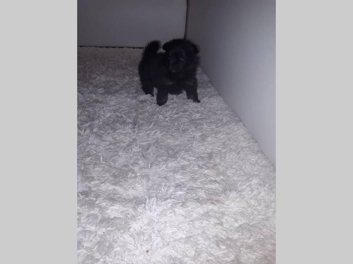 pomeranski špic štenci na prodaju besplatni mali oglasi