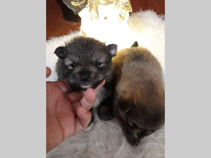 pomeranci štenci, male mede besplatni mali oglasi