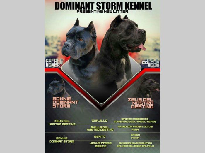 cane corso extra ponuda besplatni mali oglasi