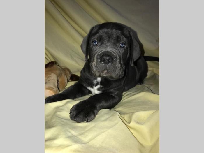 cane corso extra ponuda besplatni mali oglasi