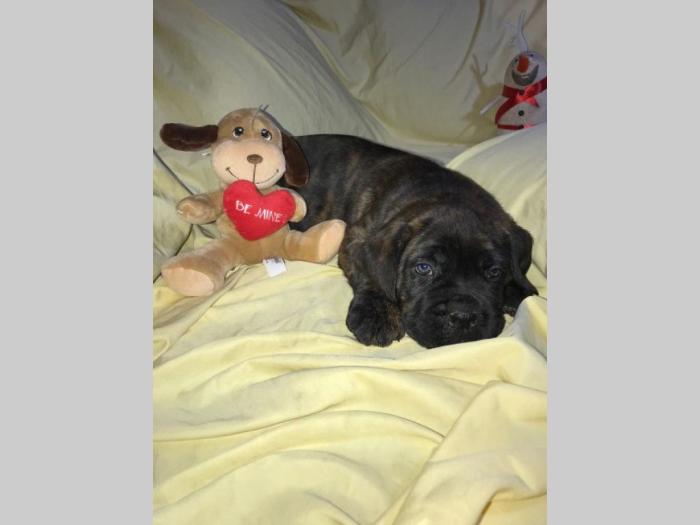cane corso extra ponuda besplatni mali oglasi