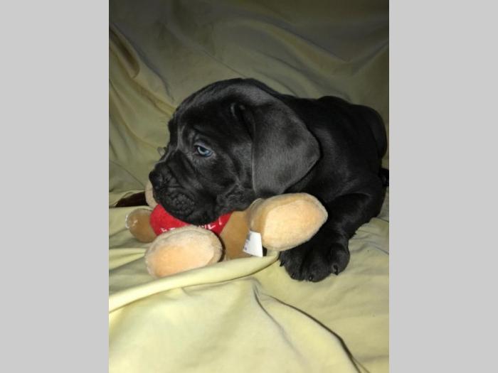 cane corso extra ponuda besplatni mali oglasi