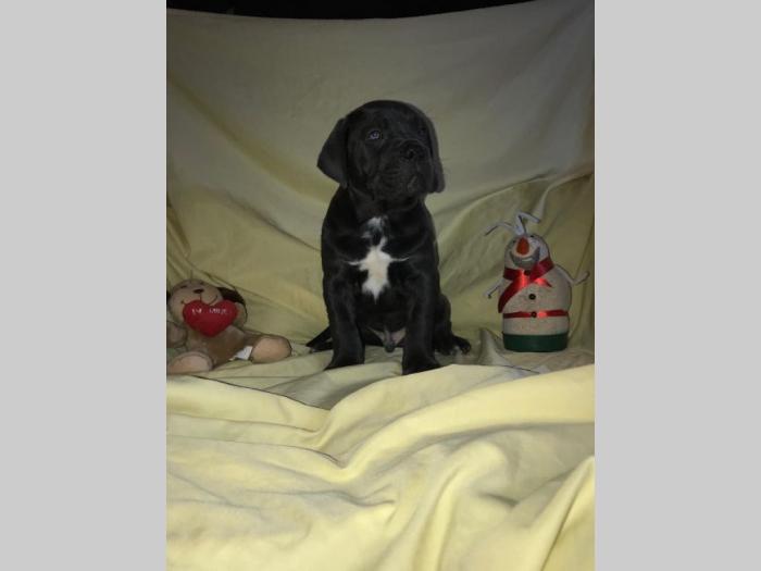 cane corso extra ponuda besplatni mali oglasi