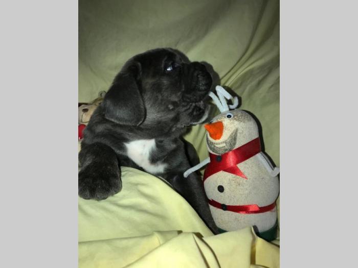 cane corso extra ponuda besplatni mali oglasi