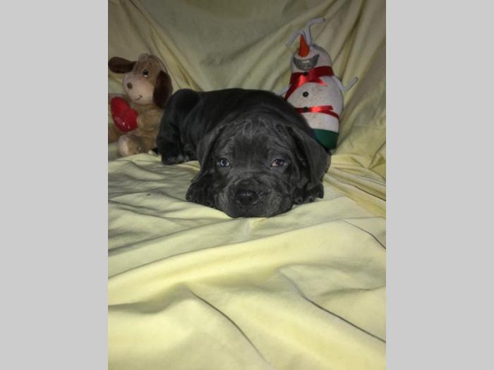 cane corso extra ponuda besplatni mali oglasi