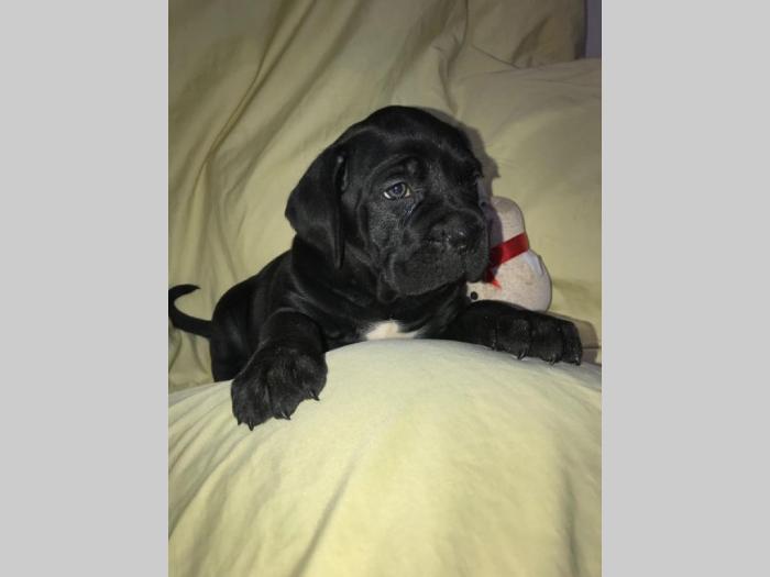 cane corso extra ponuda besplatni mali oglasi