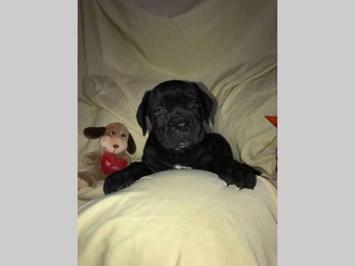 cane corso extra ponuda besplatni mali oglasi