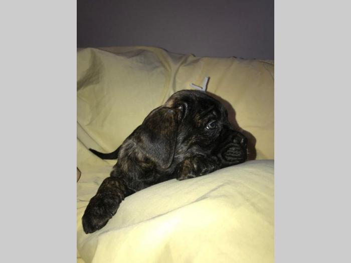 cane corso extra ponuda besplatni mali oglasi