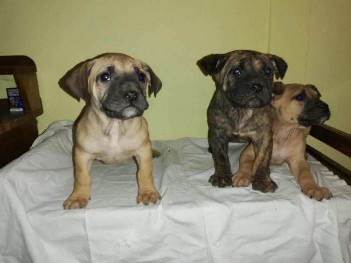 presa canario štenci izložbenog kvaliteta besplatni mali oglasi