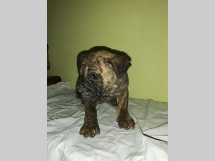 presa canario štenci izložbenog kvaliteta besplatni mali oglasi