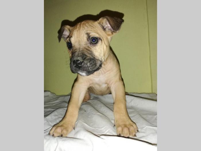 presa canario štenci izložbenog kvaliteta besplatni mali oglasi