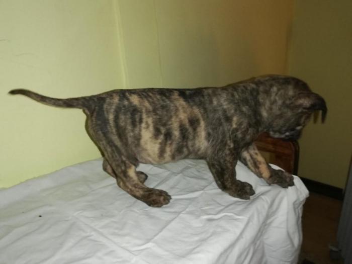 presa canario štenci izložbenog kvaliteta besplatni mali oglasi