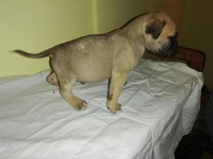 presa canario štenci izložbenog kvaliteta besplatni mali oglasi