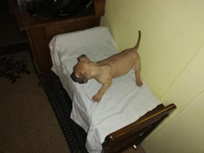 presa canario štenci izložbenog kvaliteta besplatni mali oglasi
