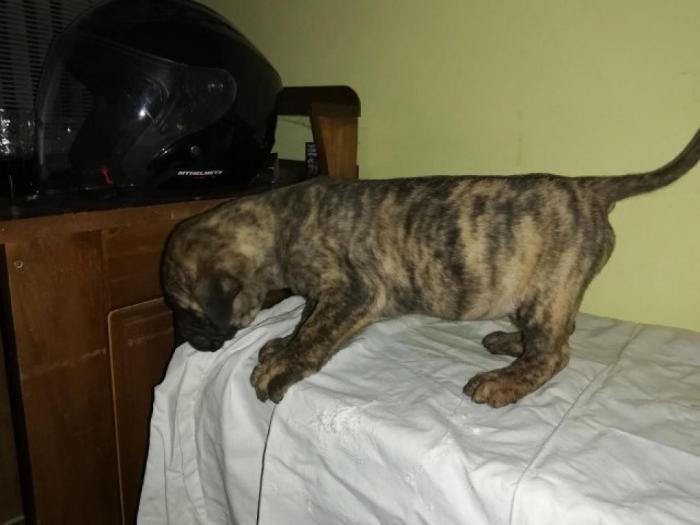 presa canario štenci izložbenog kvaliteta besplatni mali oglasi