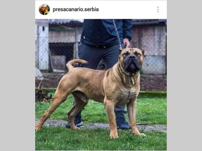 presa canario štenci izložbenog kvaliteta besplatni mali oglasi