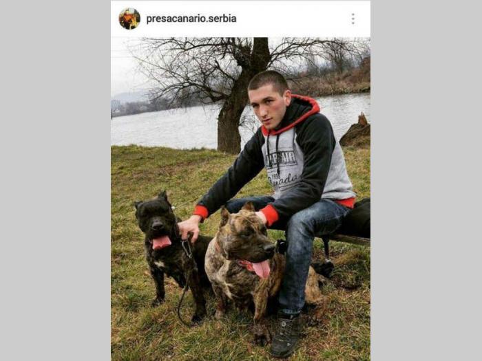 presa canario štenci izložbenog kvaliteta besplatni mali oglasi