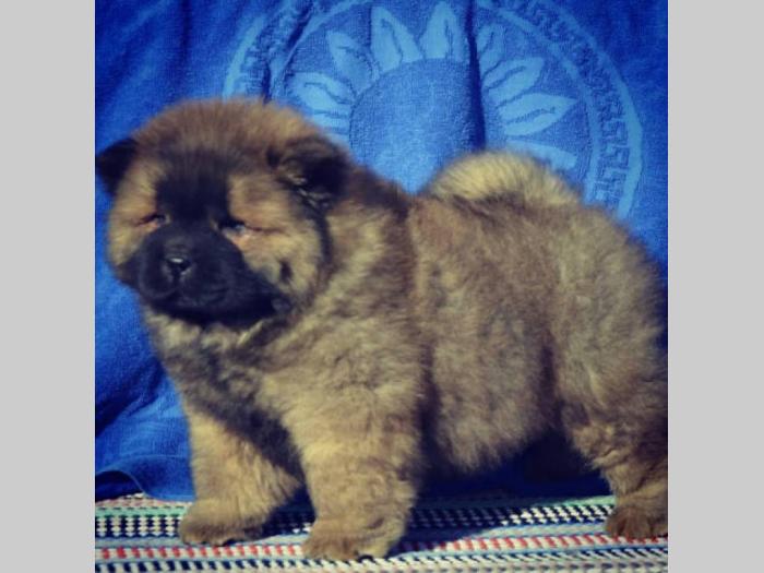 tri prelepa muška šteneta chow chow besplatni mali oglasi