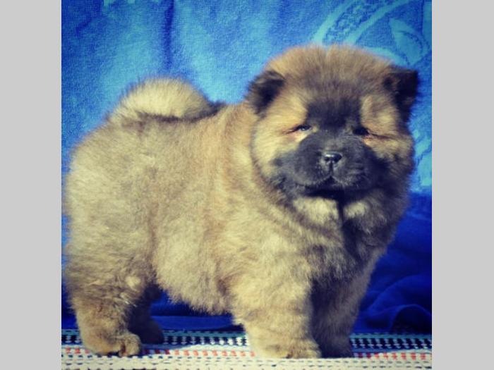 tri prelepa muška šteneta chow chow besplatni mali oglasi