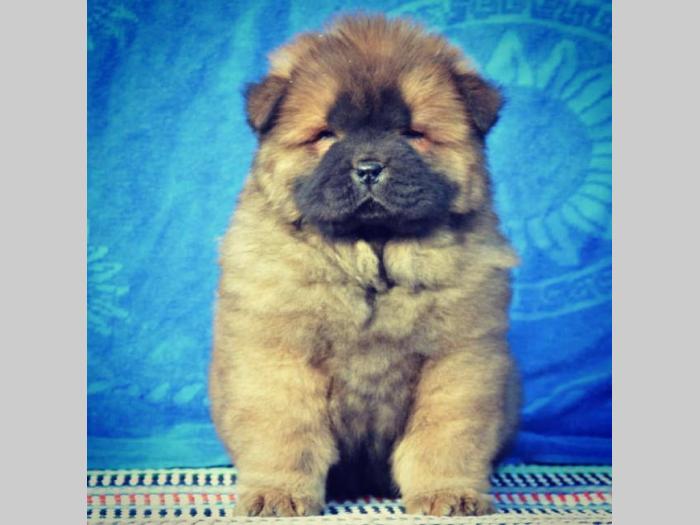 tri prelepa muška šteneta chow chow besplatni mali oglasi