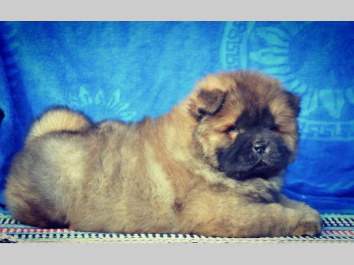 tri prelepa muška šteneta chow chow besplatni mali oglasi