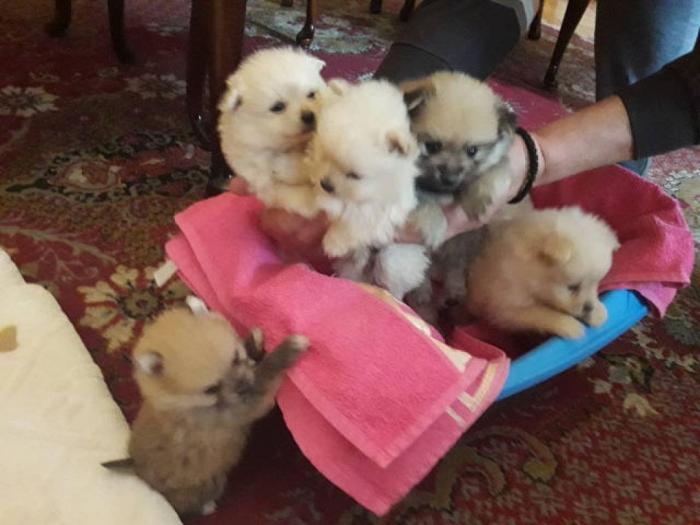 pomeranski špic male mede besplatni mali oglasi