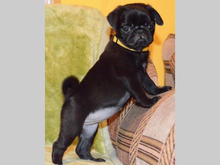 mops štenci šampionskog porekla besplatni mali oglasi